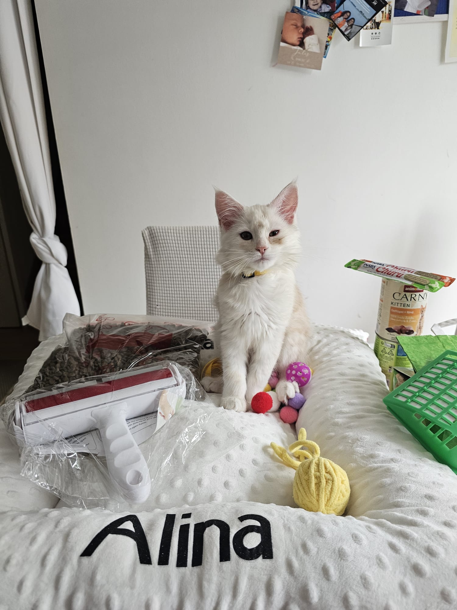 Alina – Chaton Maine Coon LOOF Red Silver Shaded