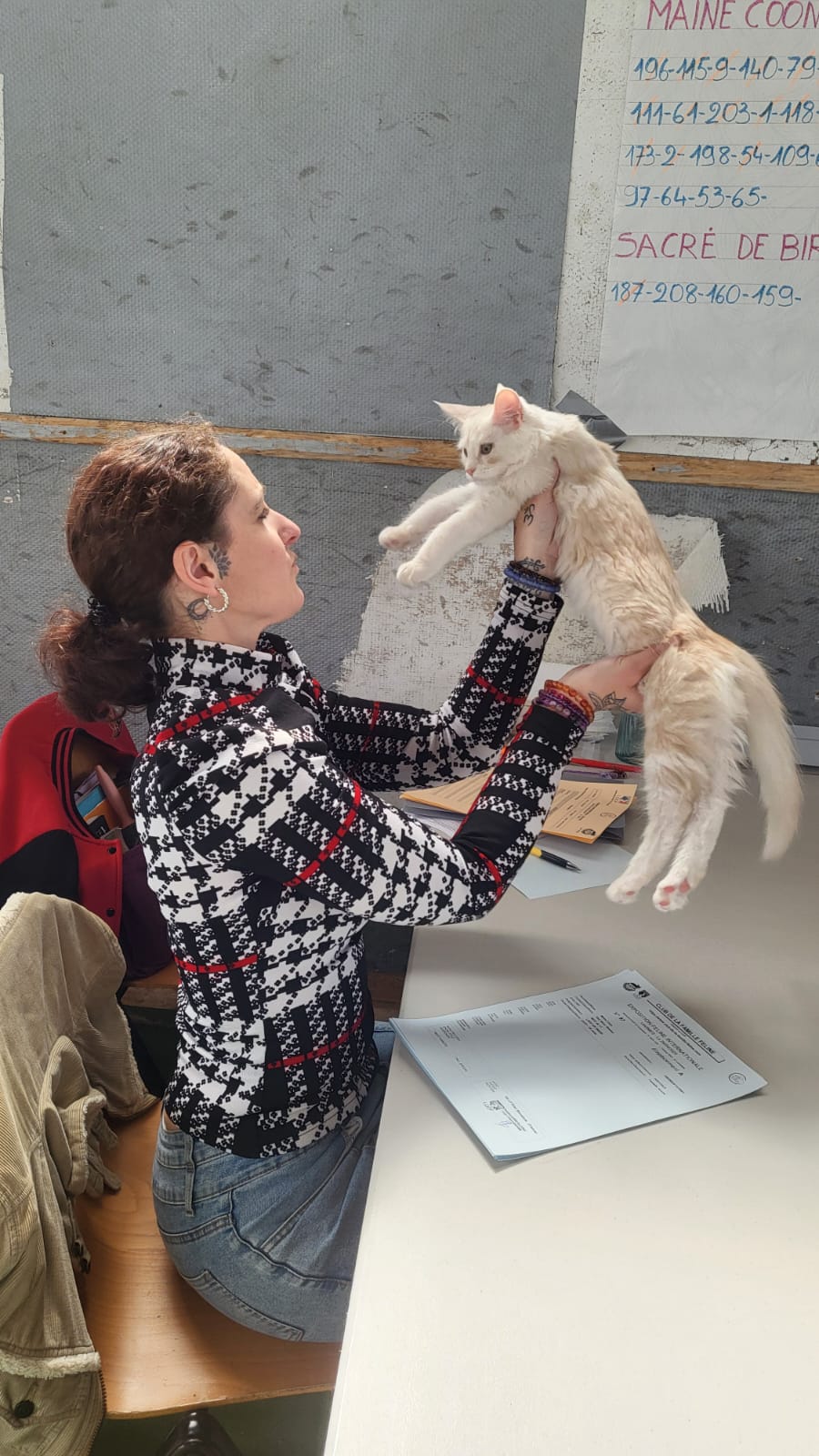 Alina – Chaton Maine Coon LOOF Red Silver Shaded