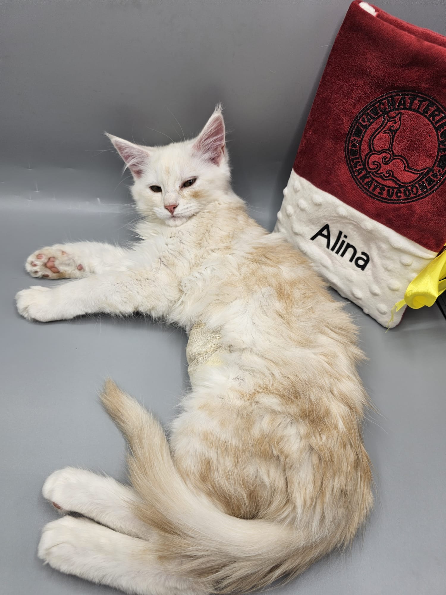 Alina – Chaton Maine Coon LOOF Red Silver Shaded