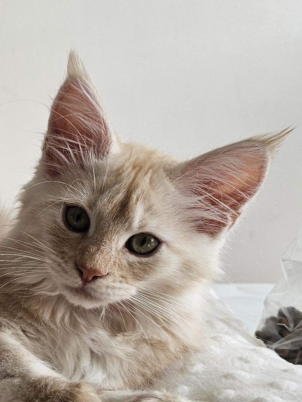 Altesse – Chaton Maine Coon Crème Smoke