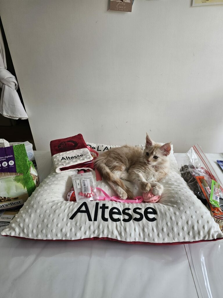 Altesse - Chaton Maine Coon Crème Smoke