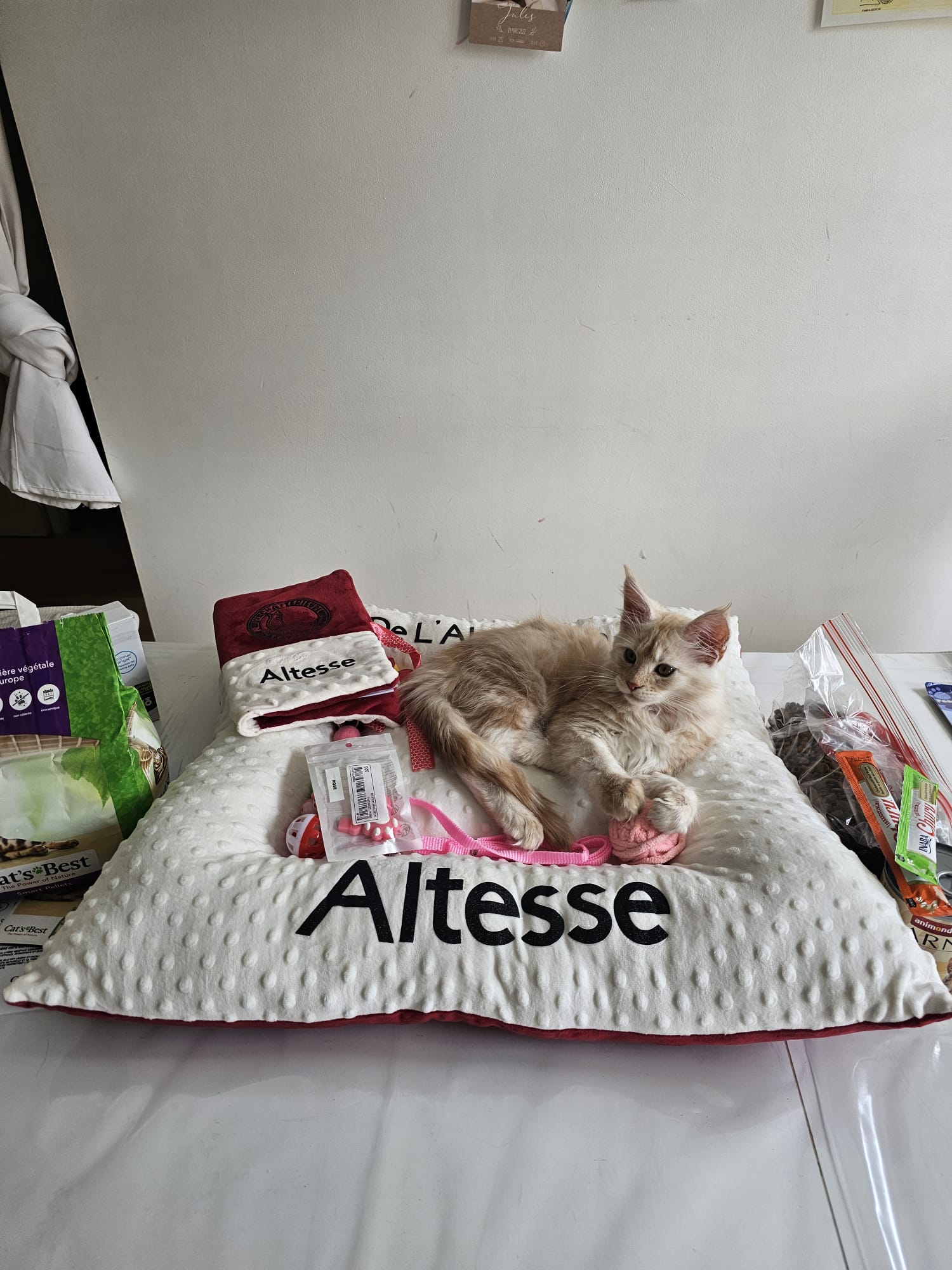 Altesse – Chaton Maine Coon Crème Smoke