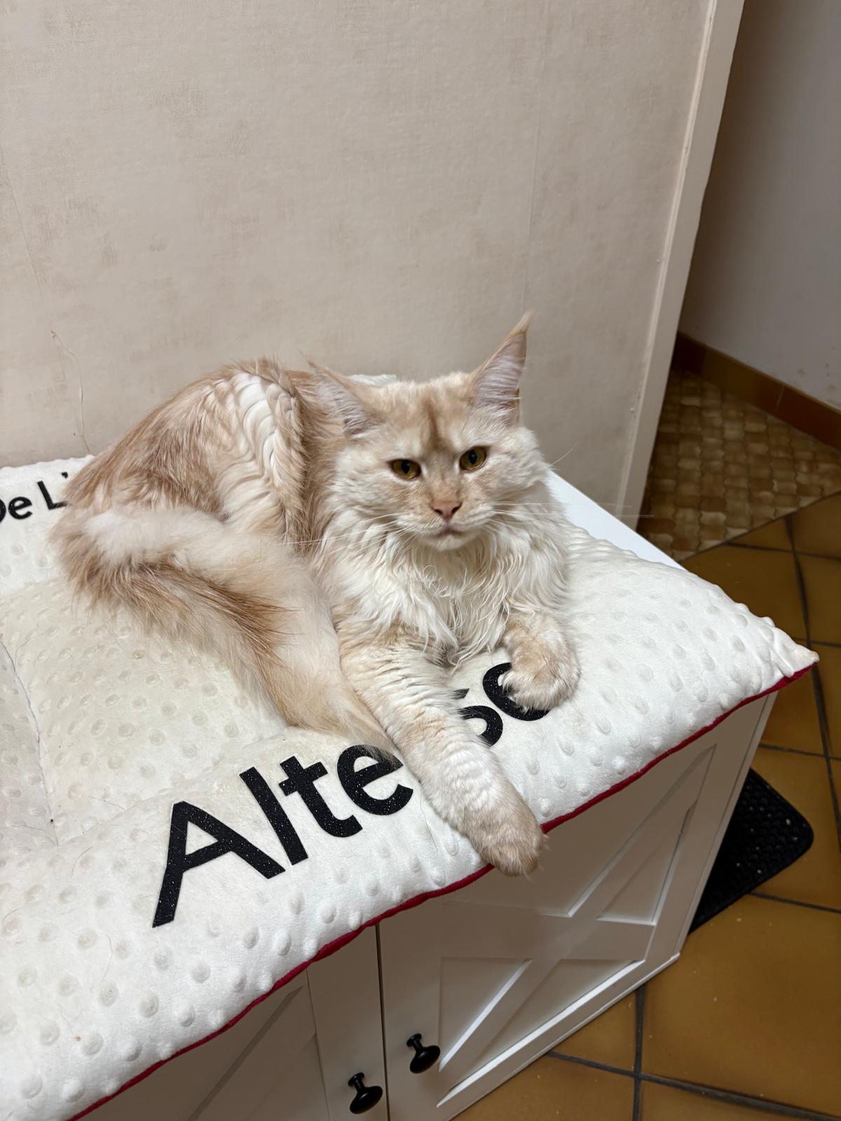 Altesse – Chaton Maine Coon Crème Smoke