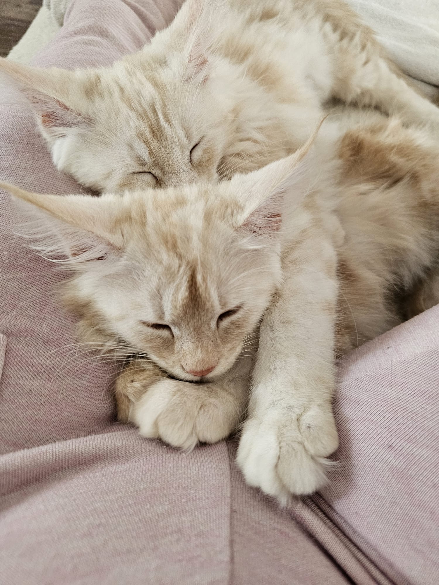 Altesse – Chaton Maine Coon Crème Smoke