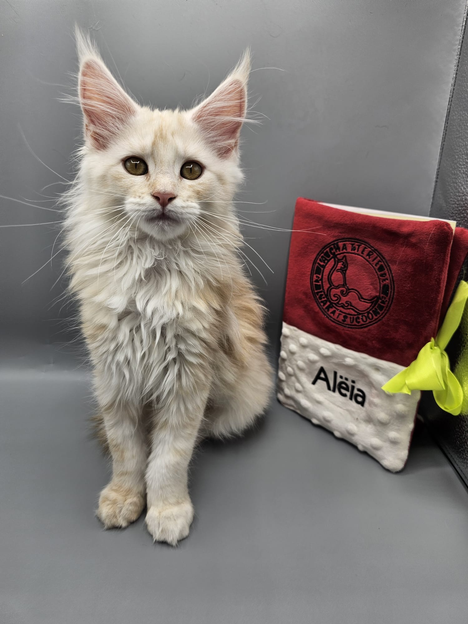Aleïa – Chaton Maine Coon Crème Smoke