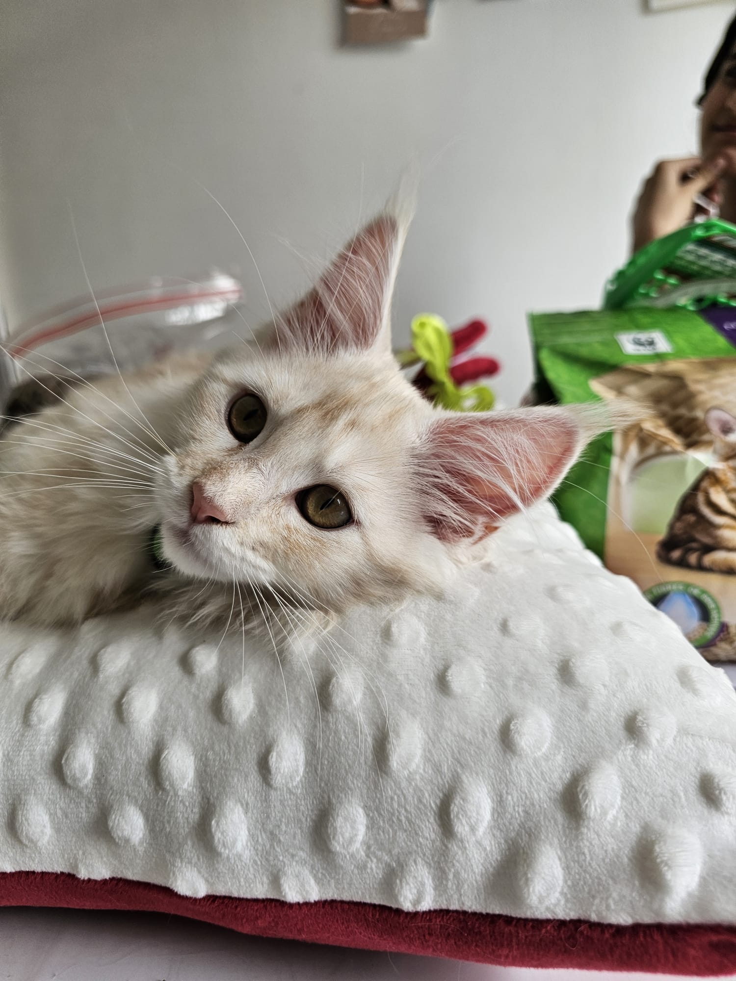Aleïa – Chaton Maine Coon Crème Smoke