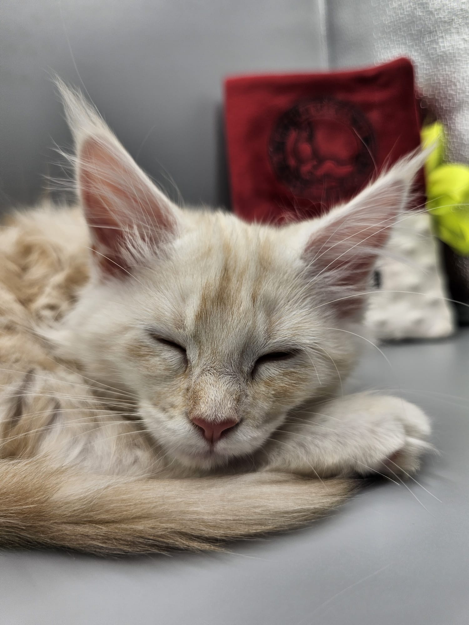 Aleïa – Chaton Maine Coon Crème Smoke