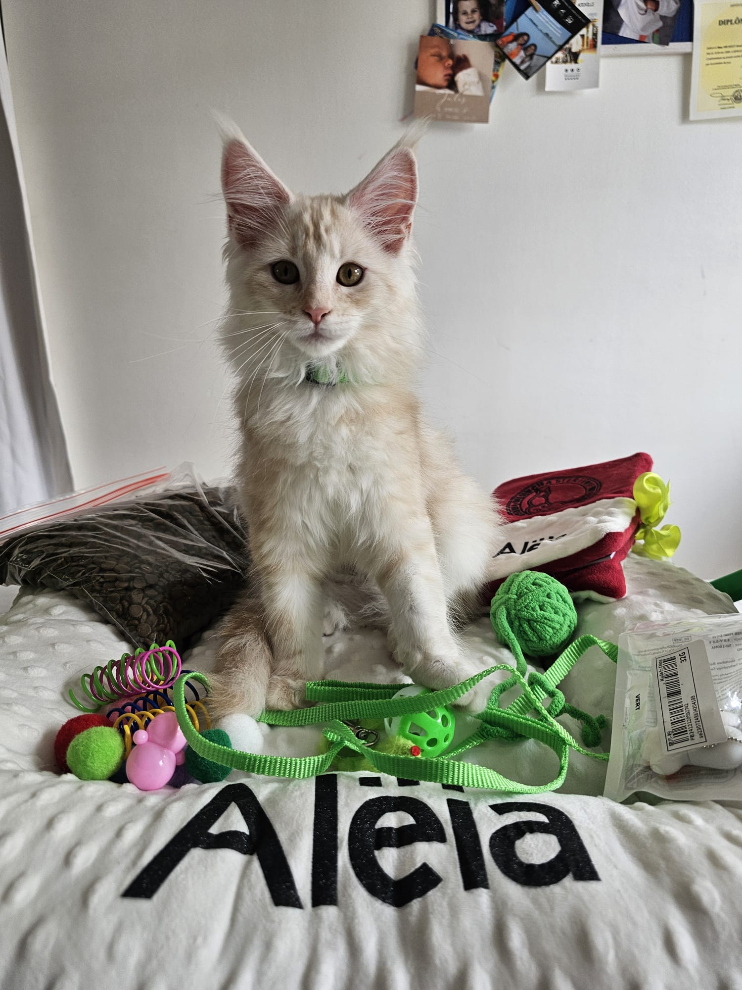 Aleïa – Chaton Maine Coon Crème Smoke