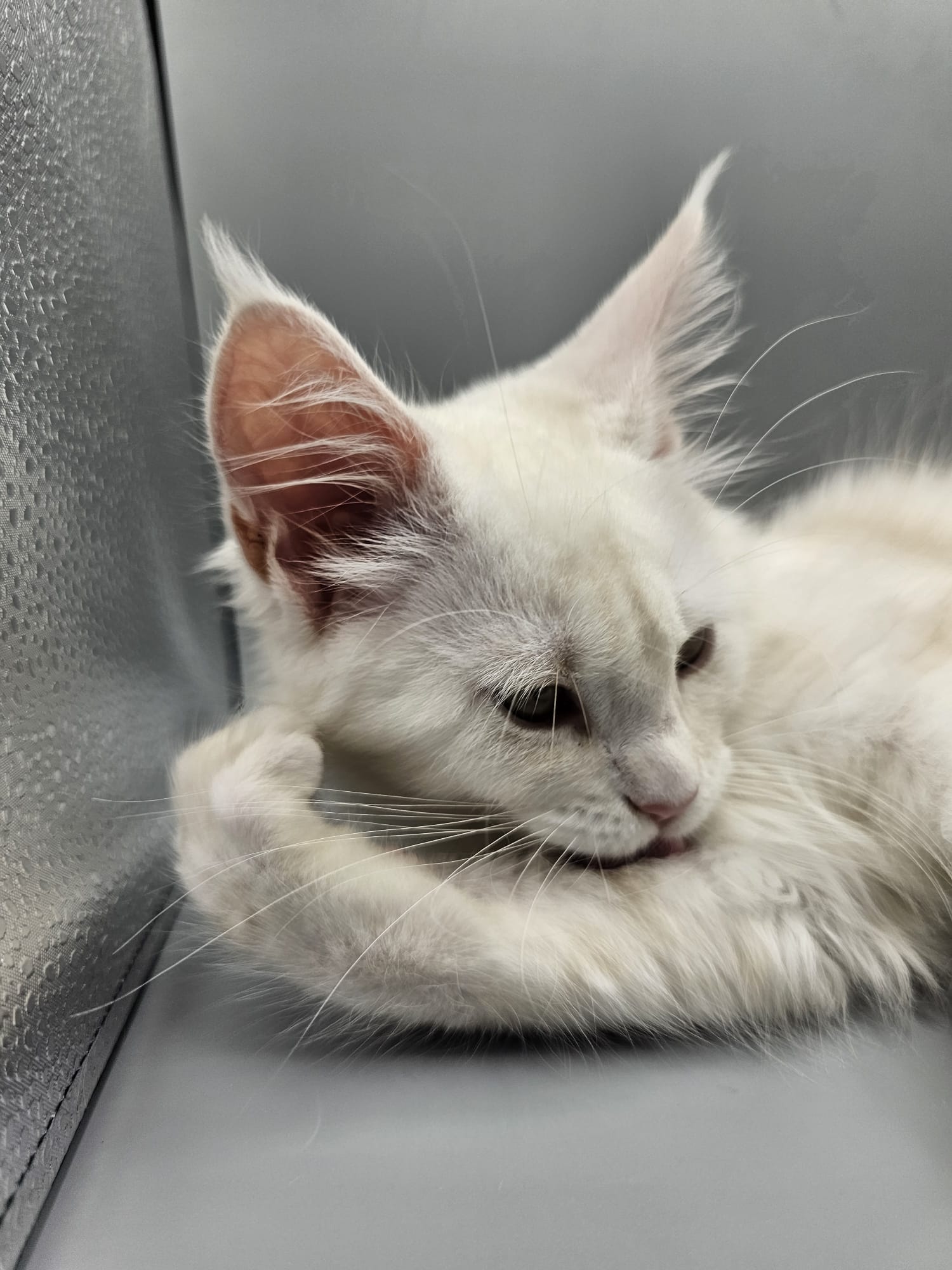 Angélique – Chaton Maine Coon Red Silver Shaded