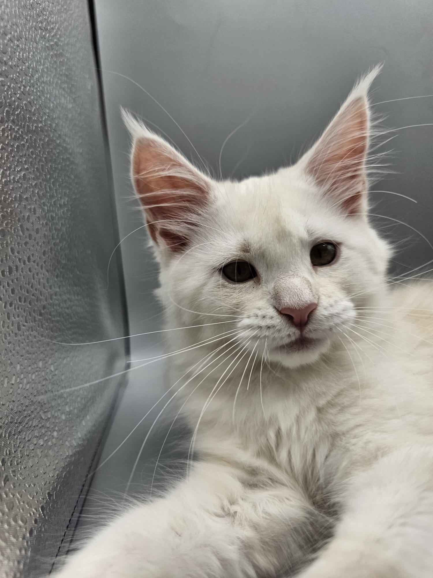 Angélique – Chaton Maine Coon Red Silver Shaded