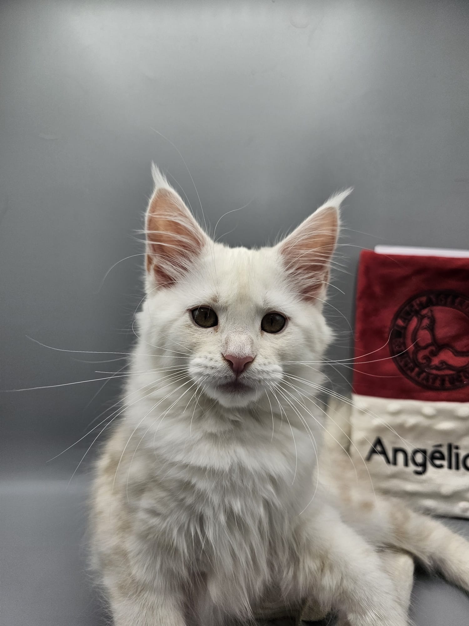 Angélique – Chaton Maine Coon Red Silver Shaded