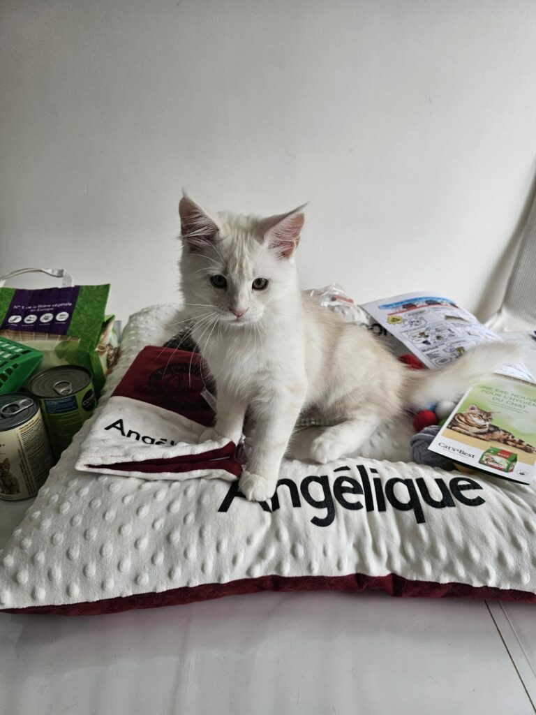 Angélique - Chaton Maine Coon Red Silver Shaded