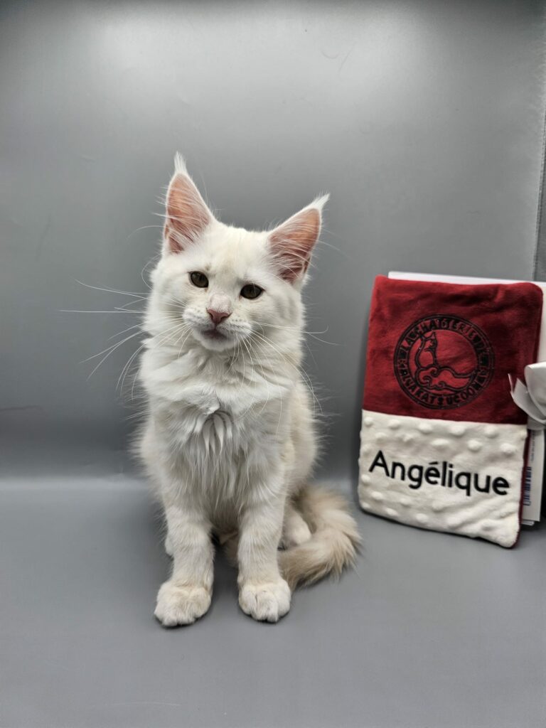 Angélique - Chaton Maine Coon Red Silver Shaded