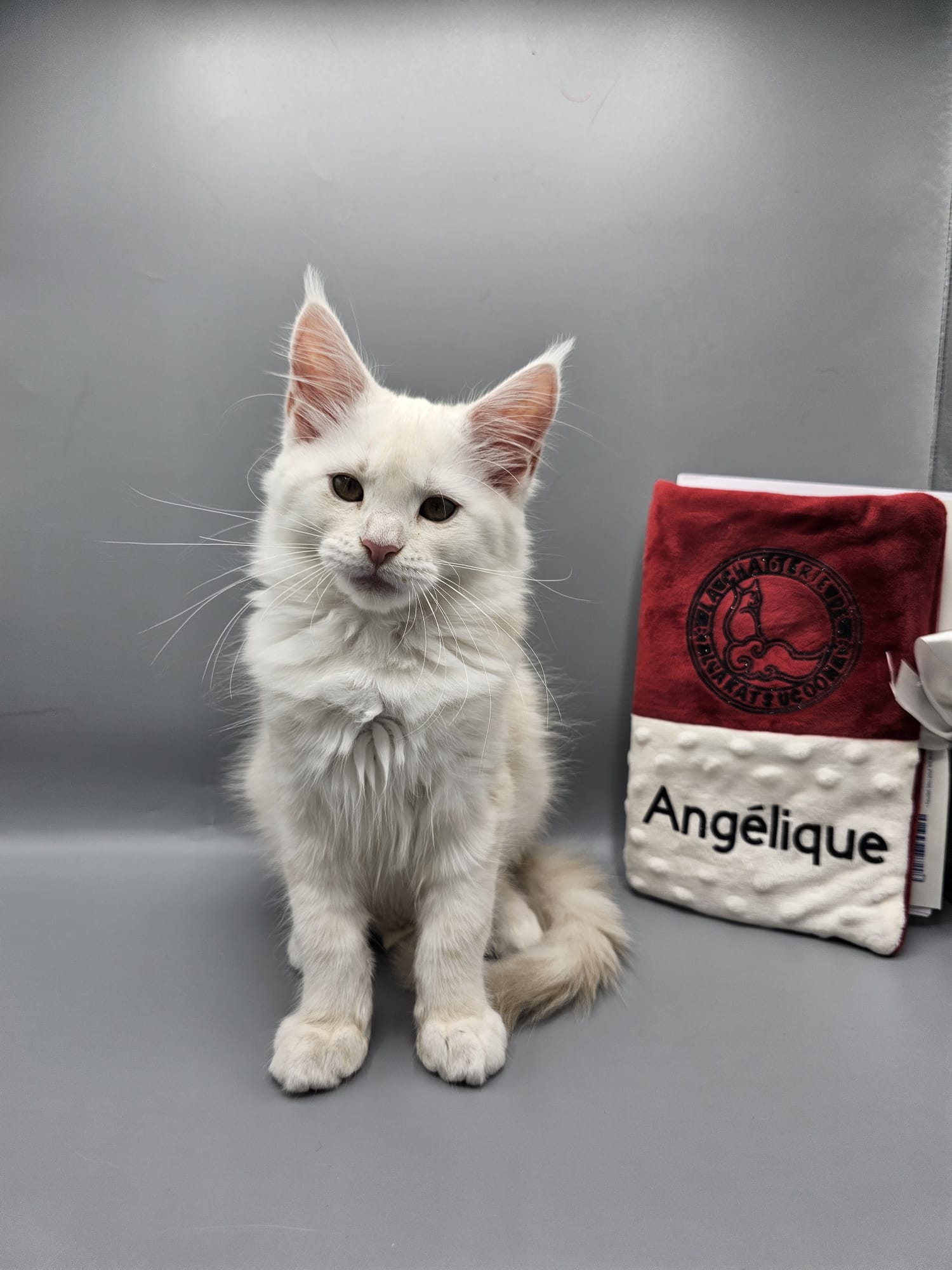 Angélique – Chaton Maine Coon Red Silver Shaded