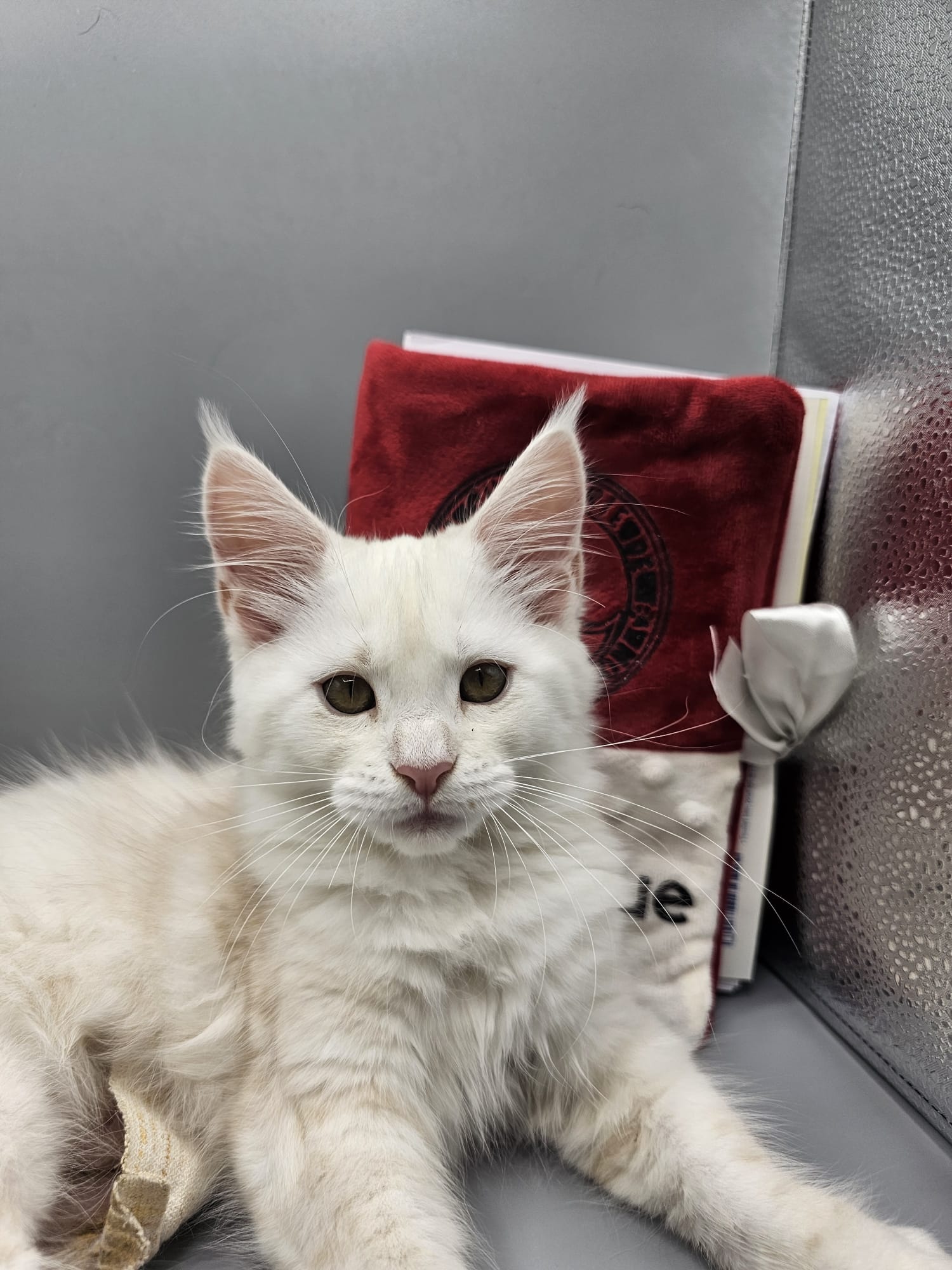 Angélique – Chaton Maine Coon Red Silver Shaded