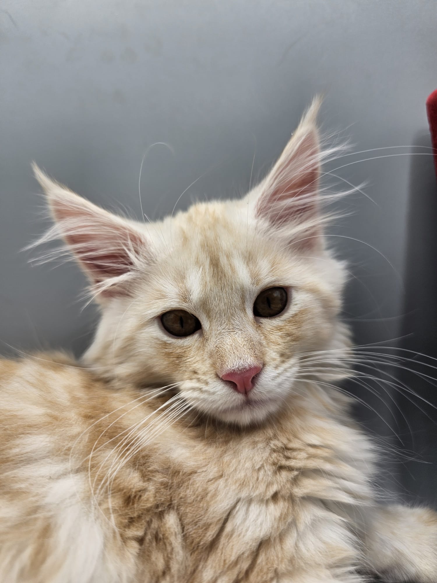 Astro – Chaton Mâle Red Silver Blotched Tabby