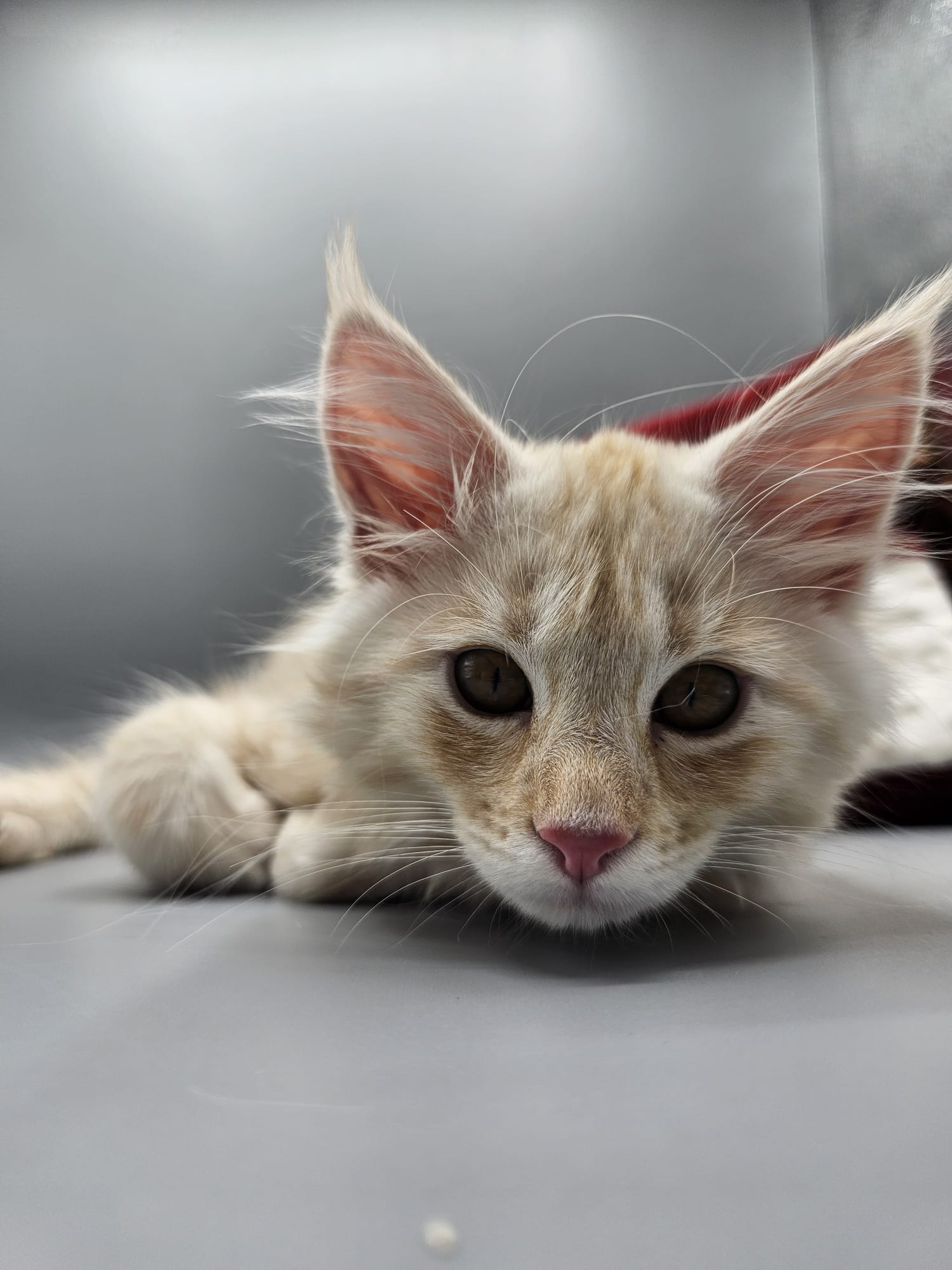 Astro – Chaton Mâle Red Silver Blotched Tabby