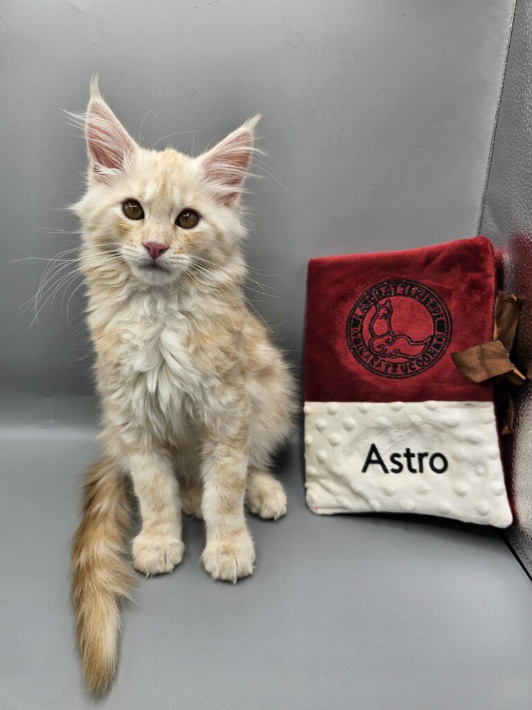Astro - Chaton Mâle Red Silver Blotched Tabby