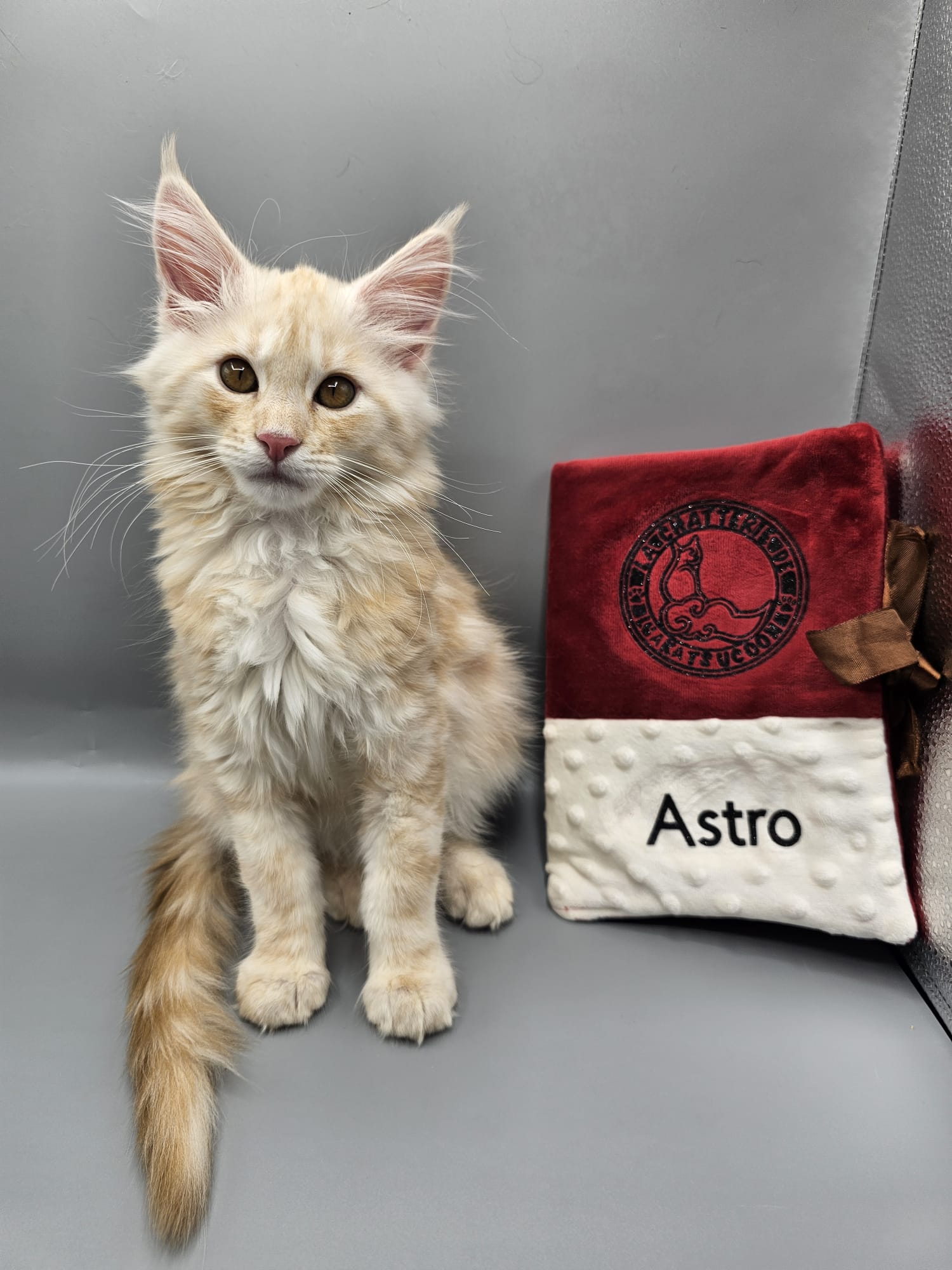 Astro – Chaton Mâle Red Silver Blotched Tabby