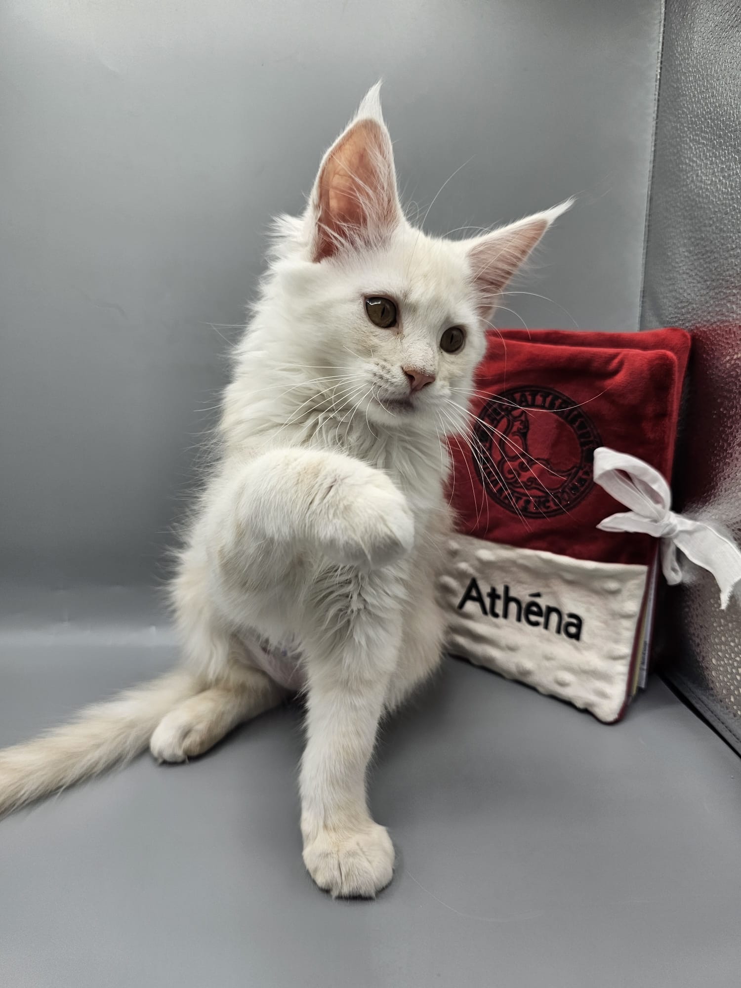 Athéna – Chaton Femelle Red Smoke