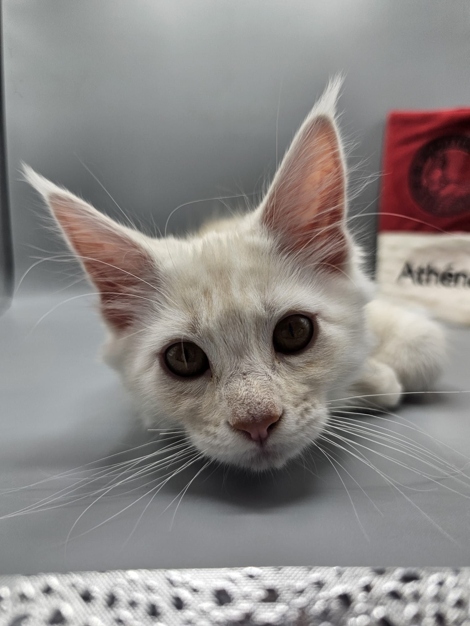 Athéna – Chaton Femelle Red Smoke