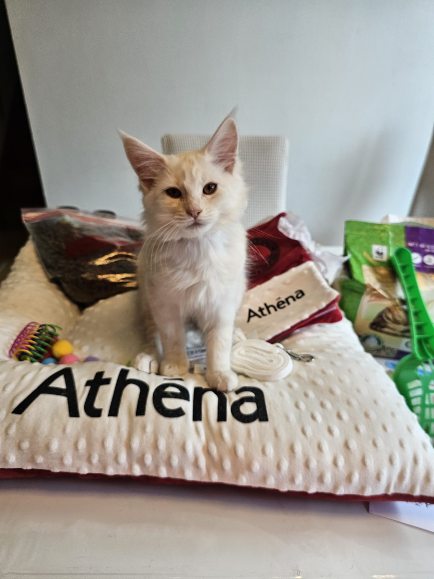 Athéna – Chaton Femelle Red Smoke