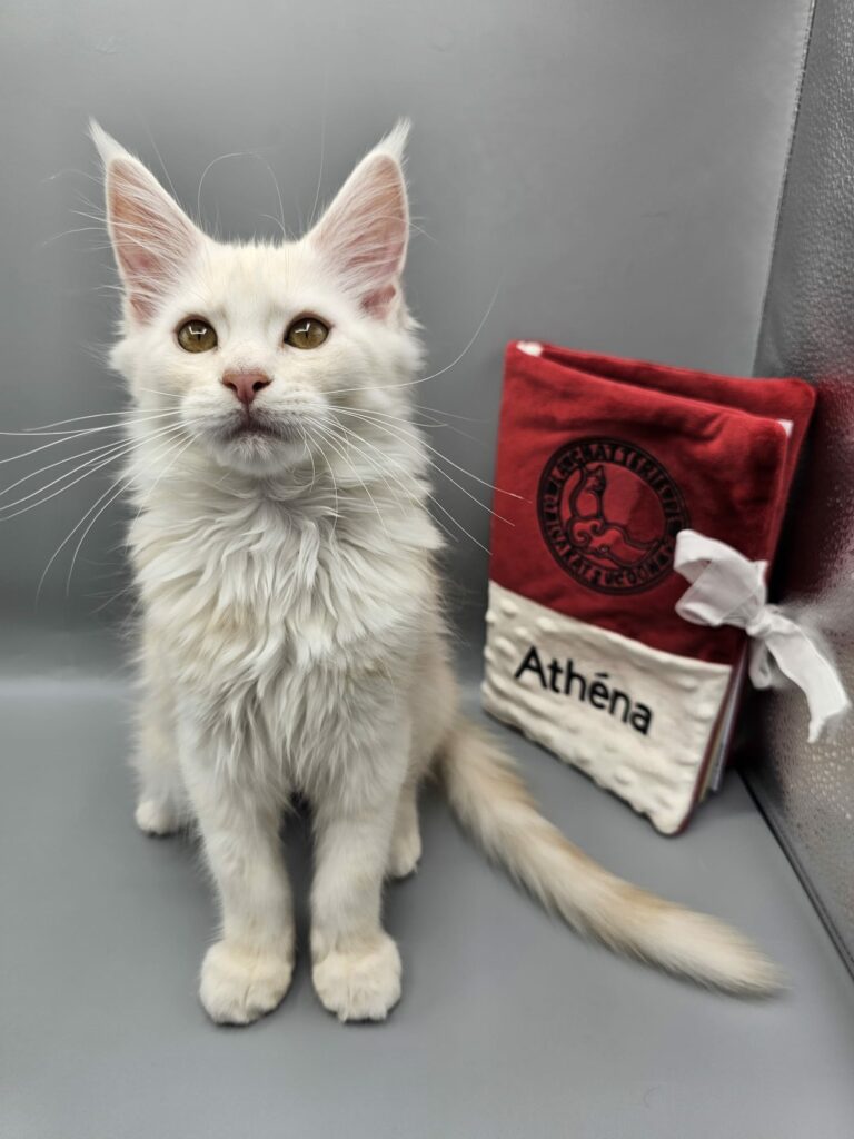 Athéna - Chaton Femelle Red Smoke