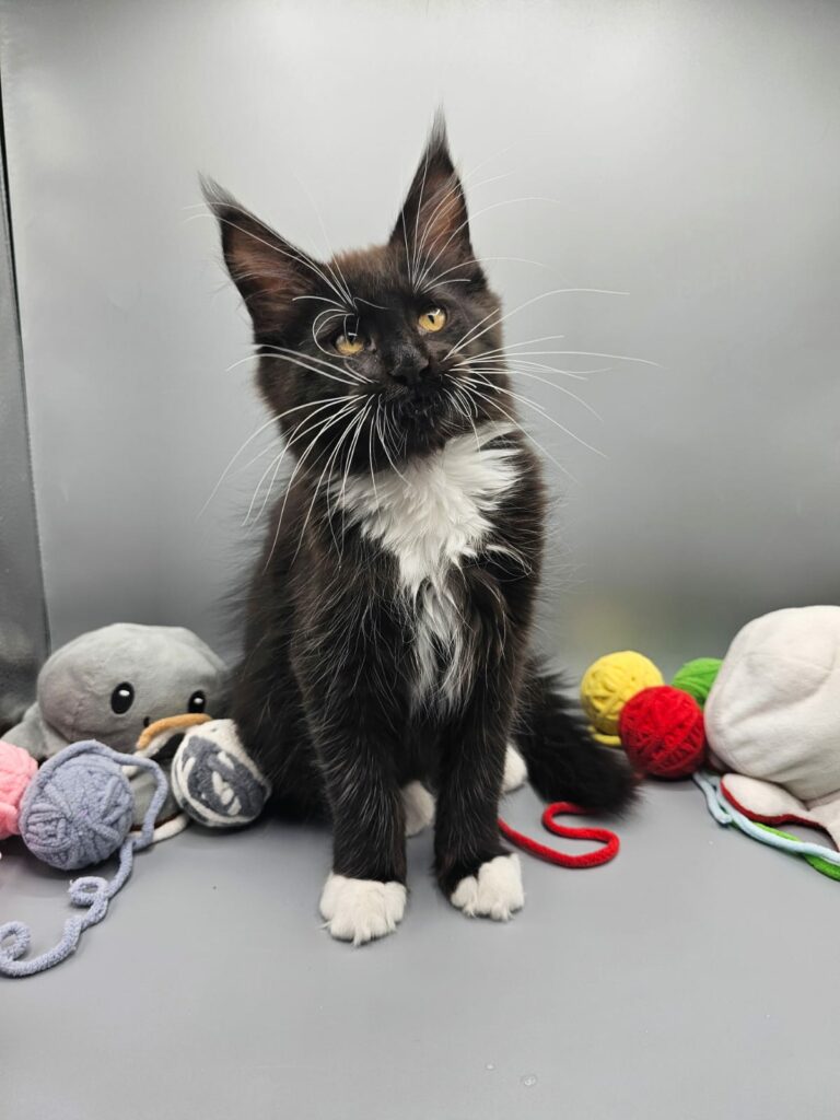 Chaton Zeus - Chatterie de l'Akatsucoon