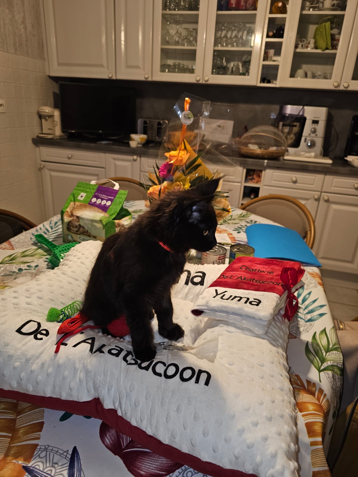 Chaton Yuma – Chatterie de l&rsquo;Akatsucoon