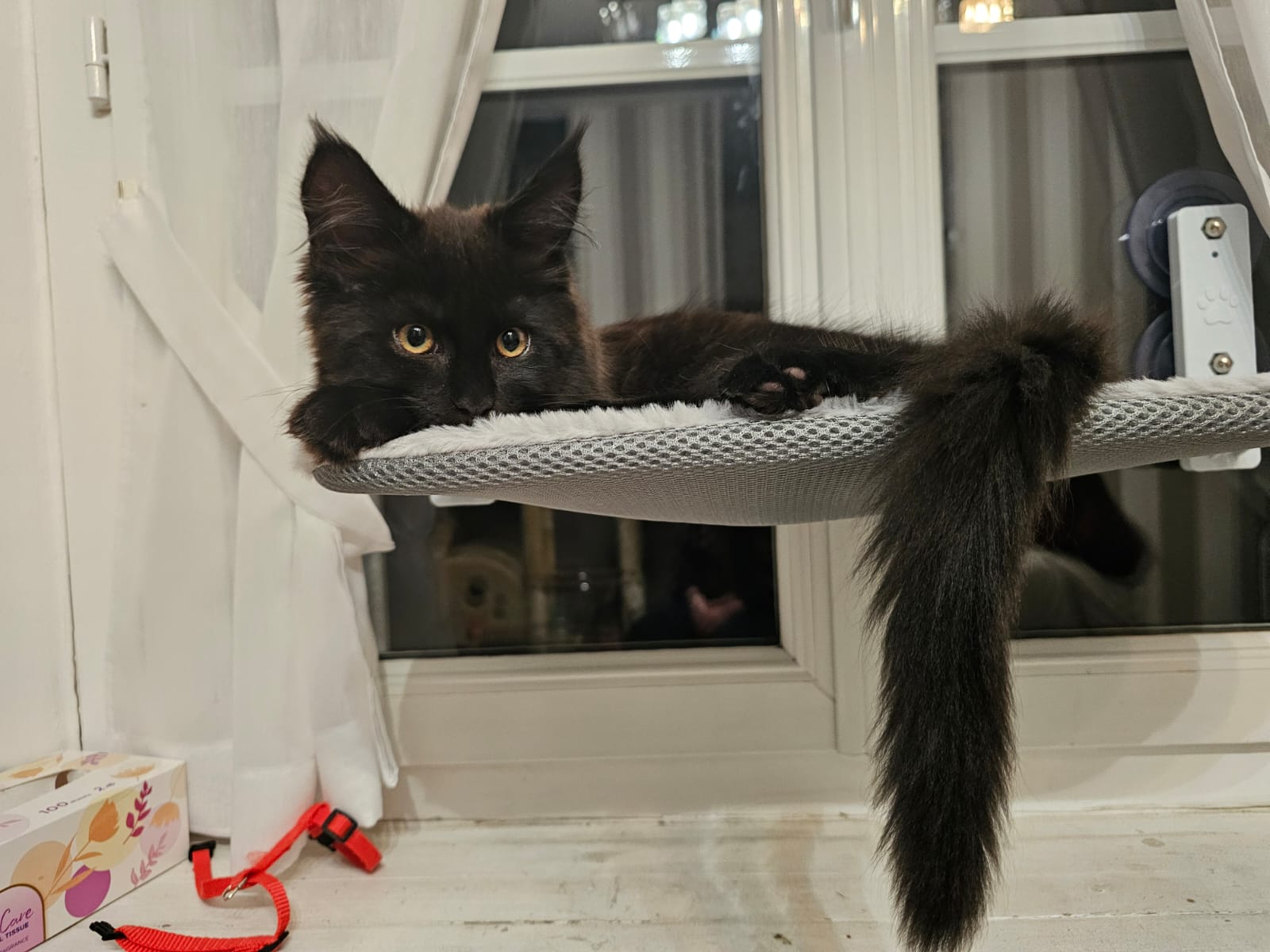 Chaton Yuma – Chatterie de l&rsquo;Akatsucoon