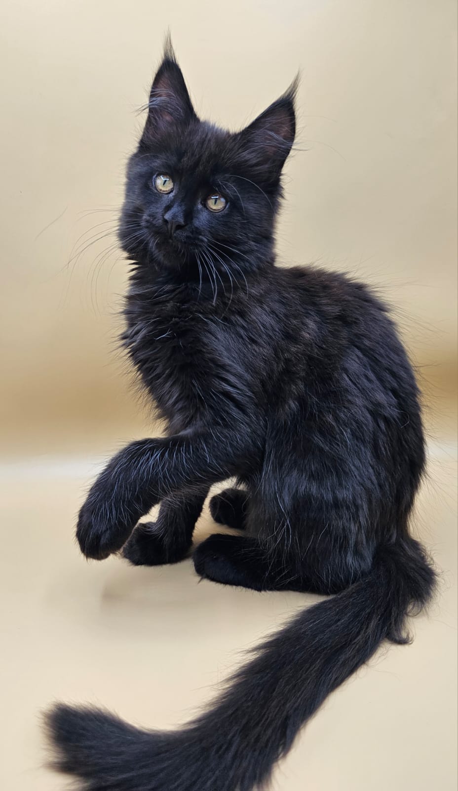 Chaton Yuma – Maine Coon Black – Chatterie de l&rsquo;Akatsucoon