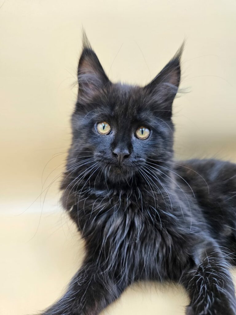 Chaton Yuma - Chatterie de l'Akatsucoon