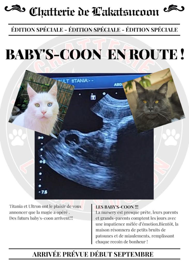 Titania - Loof - Maine Coon Blanc - Mariage - Chatterie de l'Akatsucoon
