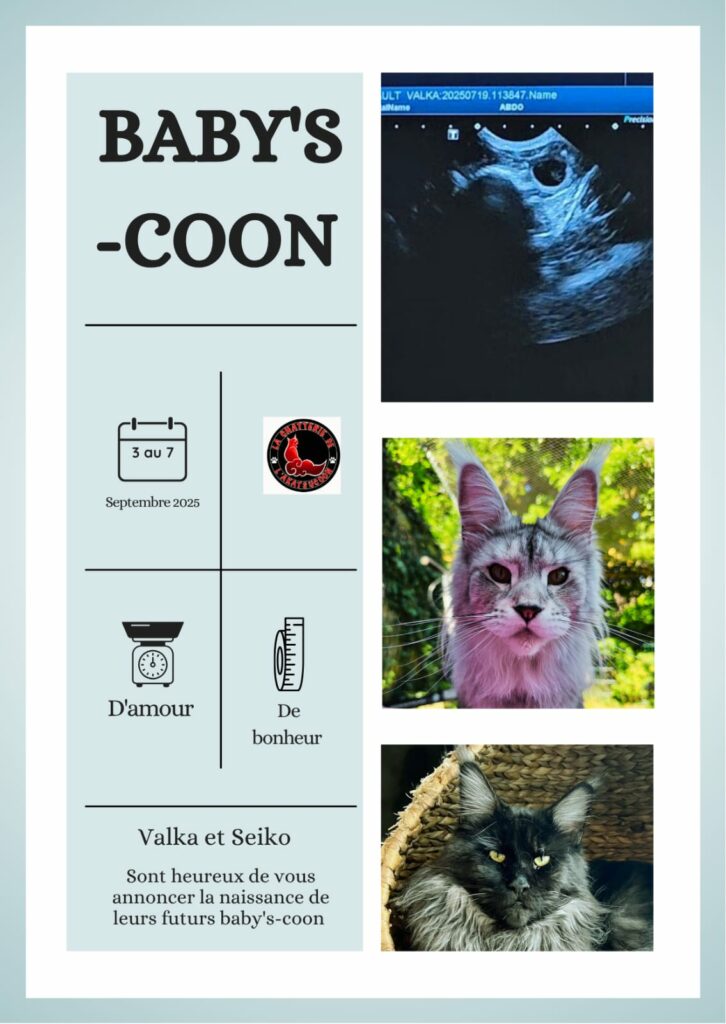 Valka - Loof - Maine Coon - Mariage - Chatterie de l'Akatsucoon