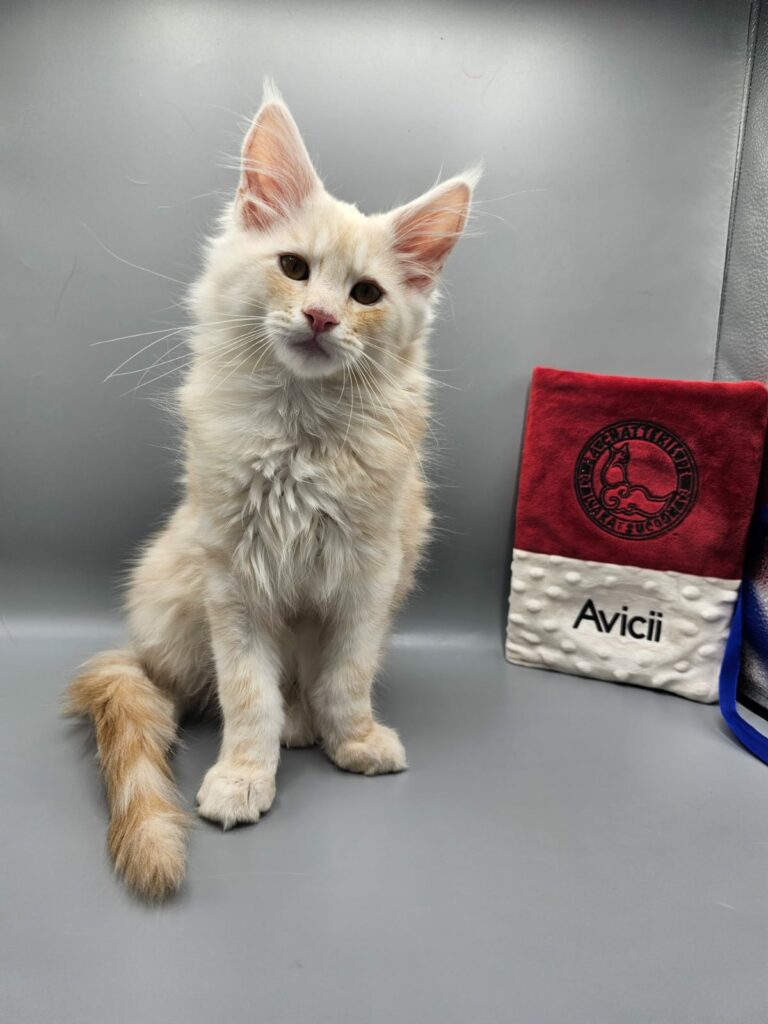 Avicii - Chaton Maine Coon Red Silver Blotched Tabby