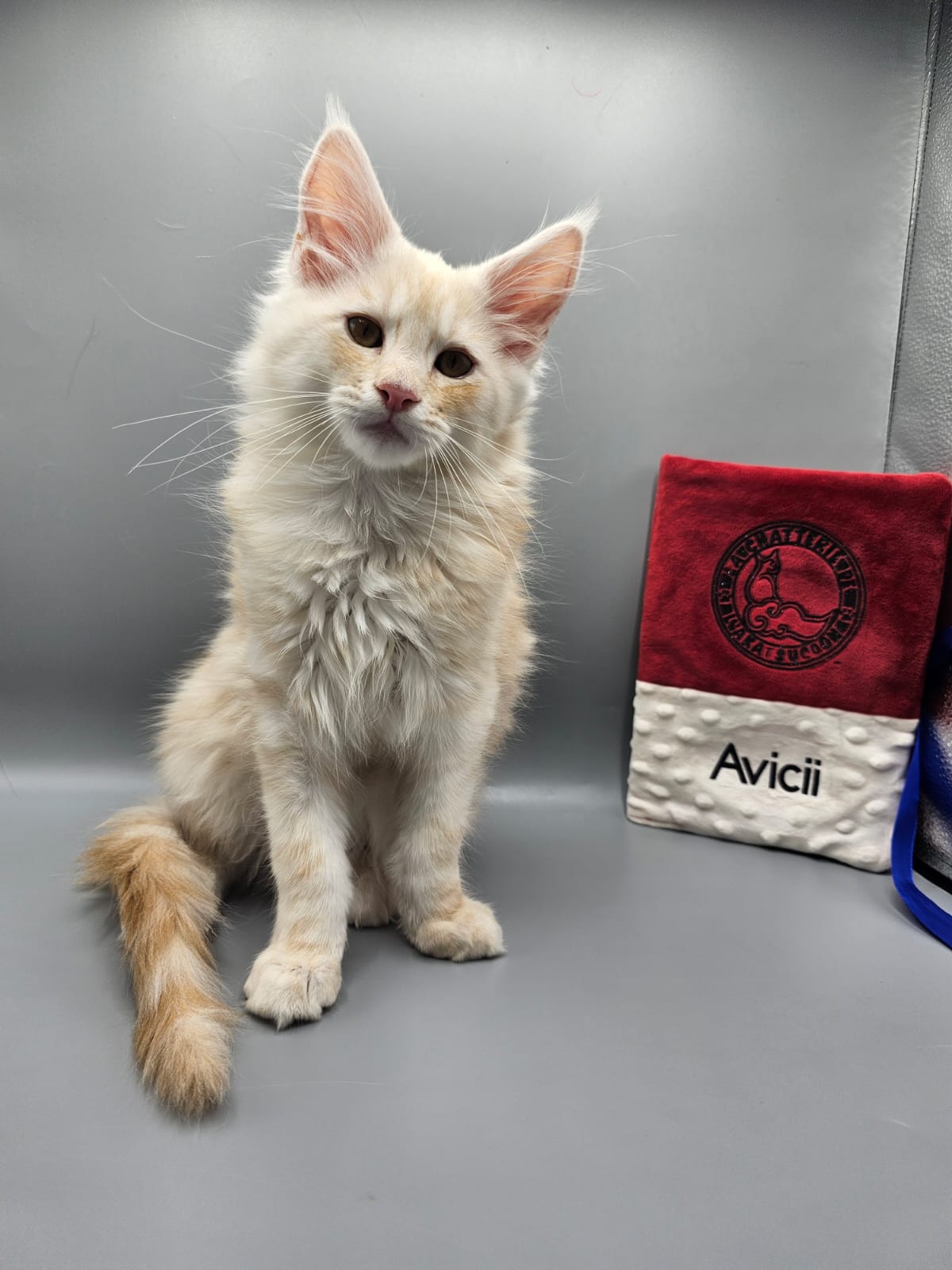Avicii – Chaton Maine Coon Red Silver Blotched Tabby