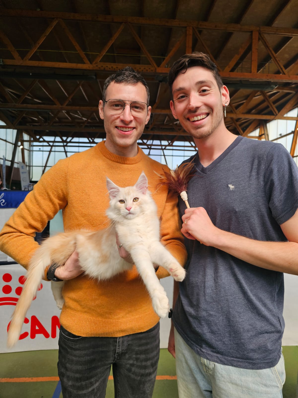 Avicii – Chaton Maine Coon Red Silver Blotched Tabby