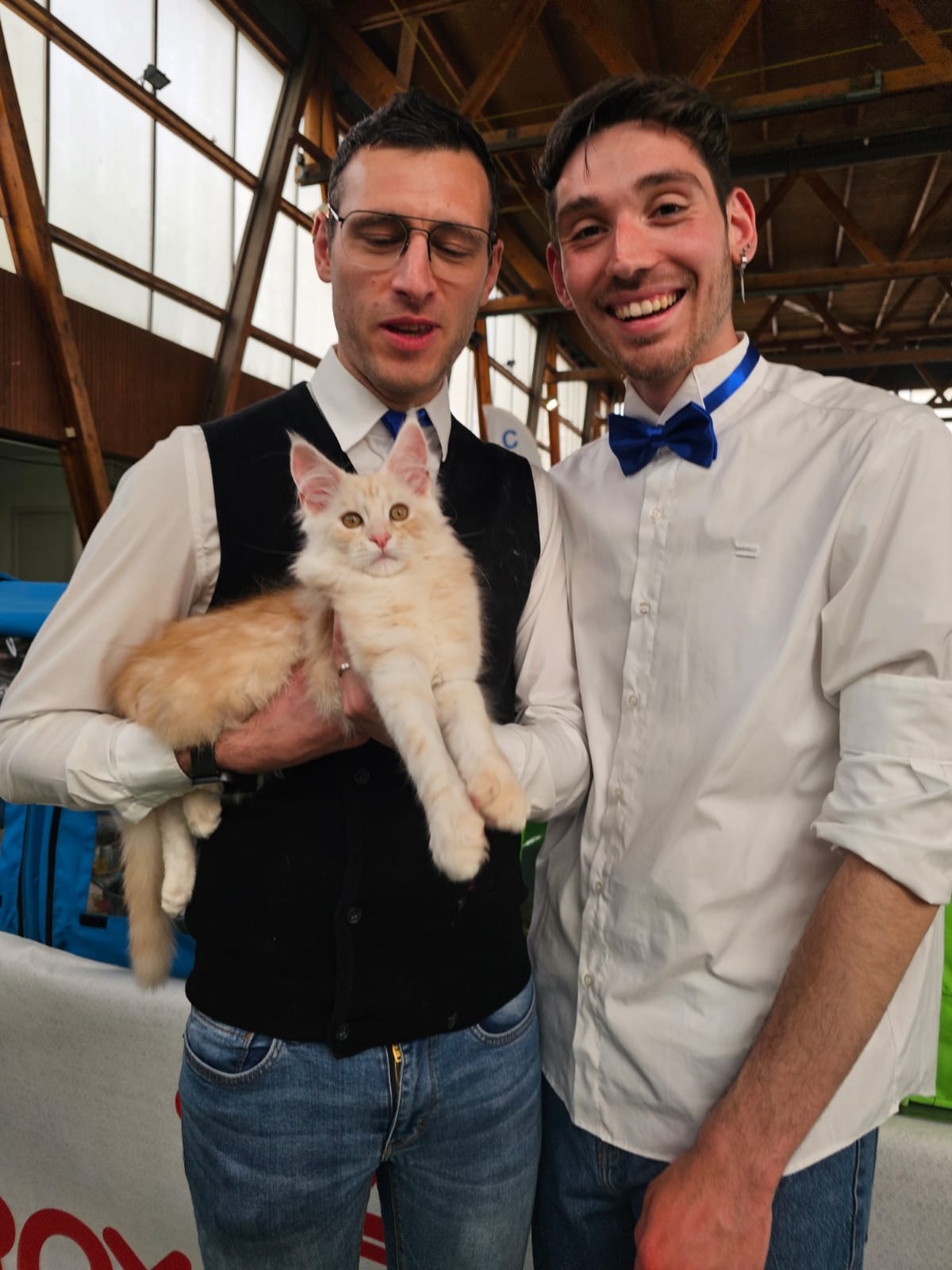 Avicii – Chaton Maine Coon Red Silver Blotched Tabby