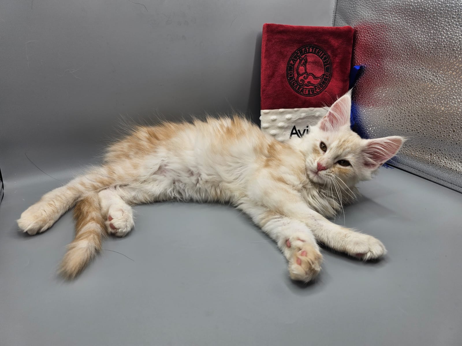 Avicii – Chaton Maine Coon Red Silver Blotched Tabby