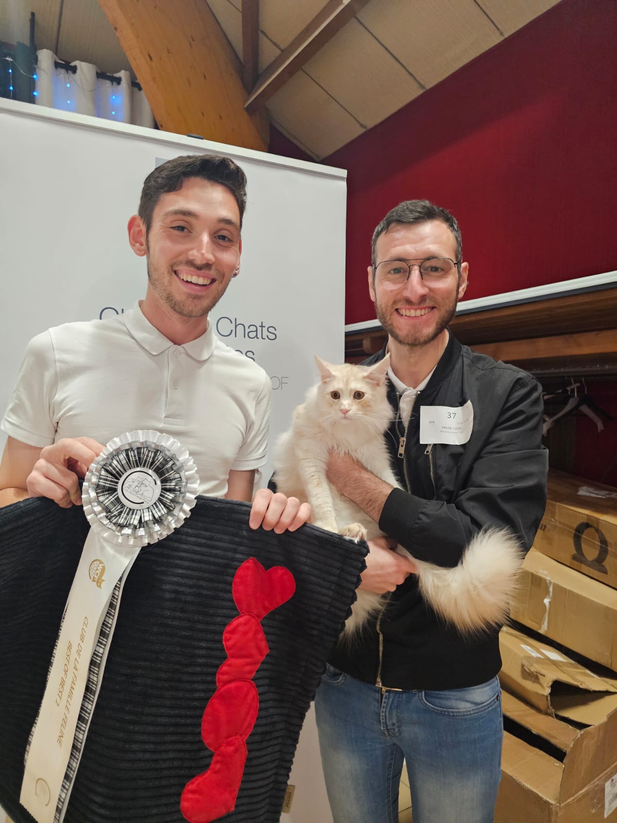 Avicii – Chaton Maine Coon Red Silver Blotched Tabby