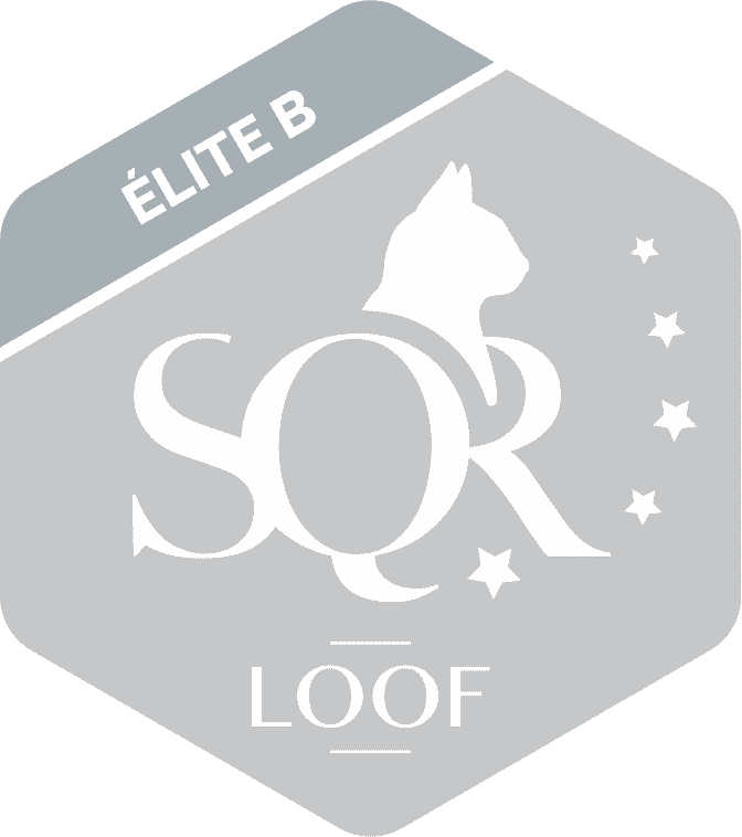 Certification SQR Niveau 5 Elite B