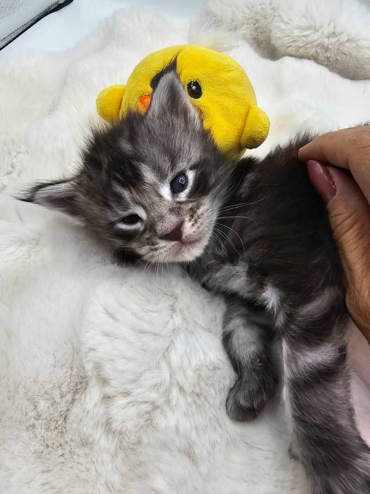 Arès – Chaton Maine Coon Loof