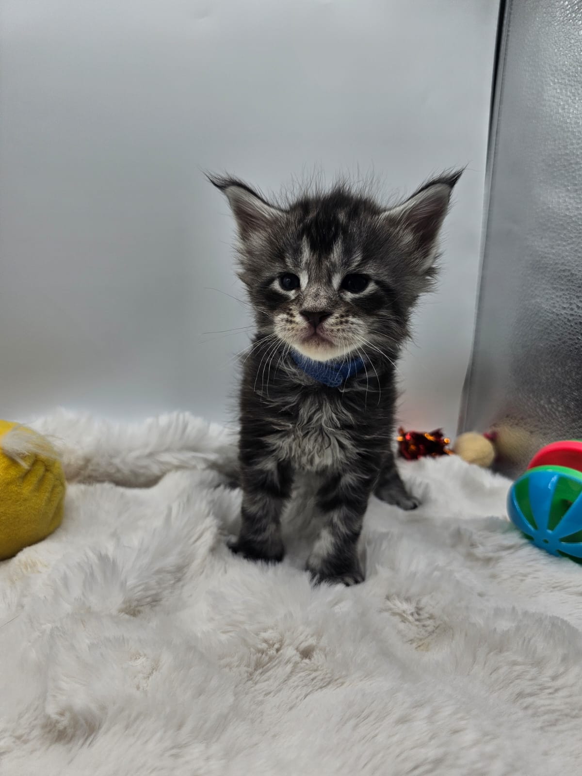 Arès – Chaton Maine Coon Loof