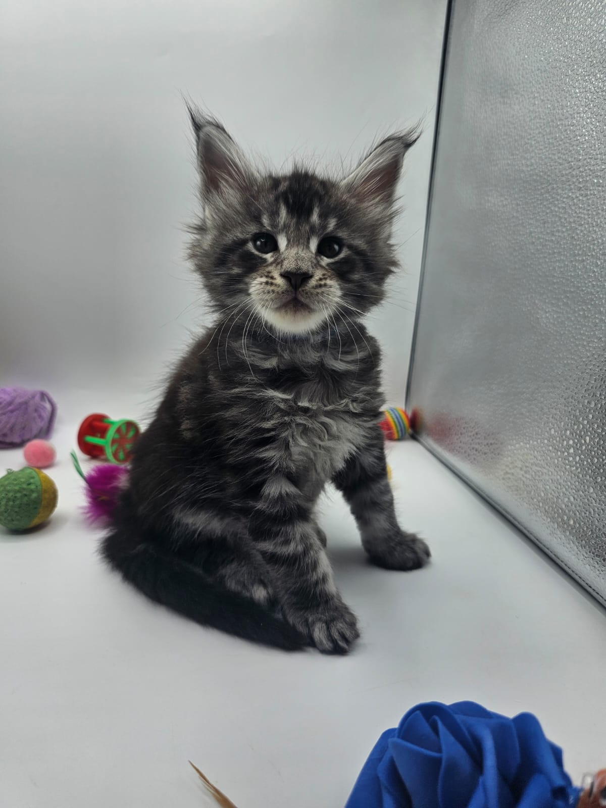 Arès – Chaton Maine Coon Loof