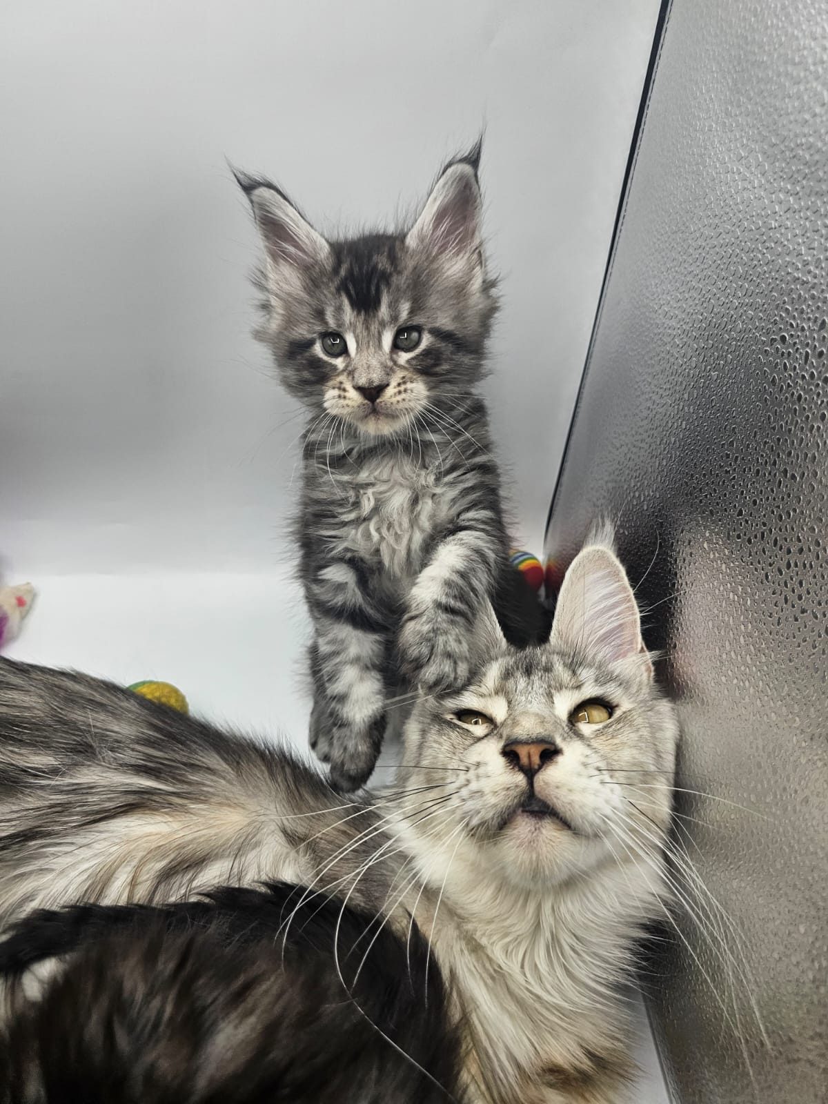 Arès – Chaton Maine Coon Loof