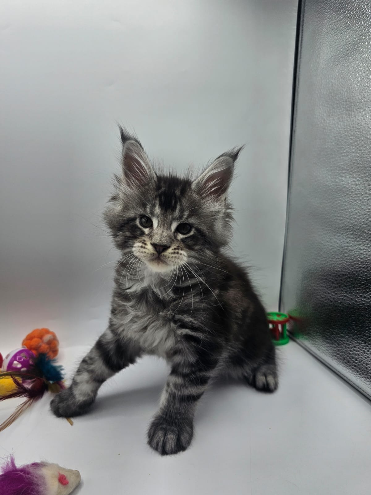 Arès – Chaton Maine Coon Loof