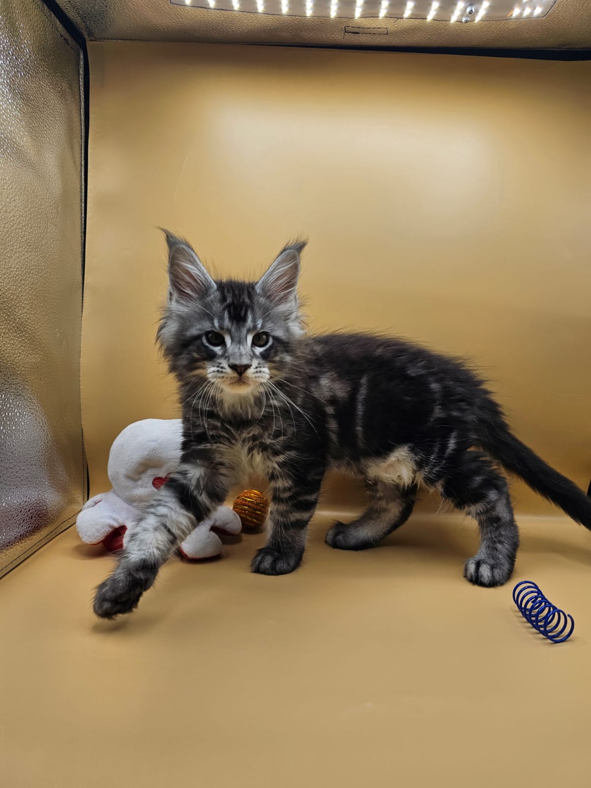 Arès – Chaton Maine Coon Loof