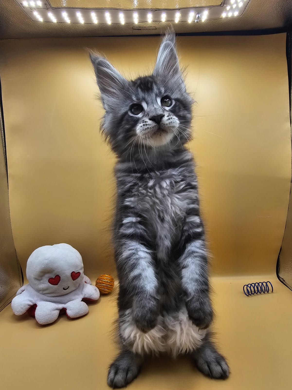 Arès – Chaton Maine Coon Loof