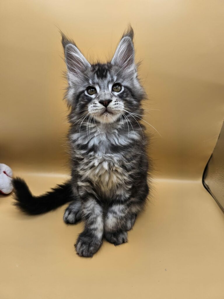 Arès - Chaton Maine Coon Loof