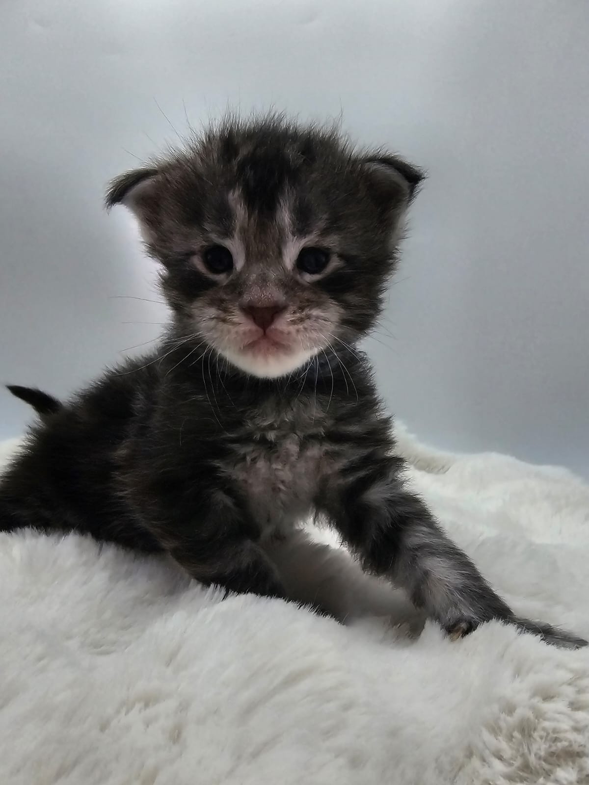 Arès – Chaton Maine Coon Loof